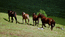 Лошади убегают