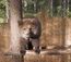Беспокойный медвежонок