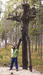Юра у шаманского дерева