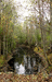 Канава в лесу